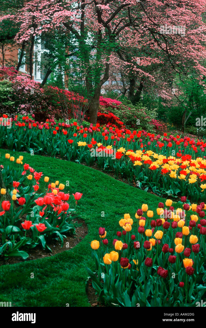 TULIP GARDEN WASHINGTON, DC Stock Photo Alamy