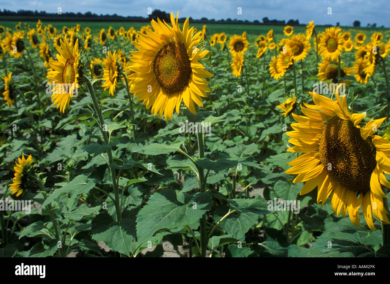 FIELD OF SUNFLOWER BEING COMMERCIALLY GROWN FOR SEED Stock Photo Alamy
