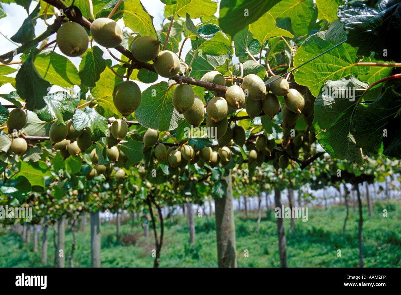 Kiwi Fruit Growing Stock Photos & Kiwi Fruit Growing Stock Images Alamy