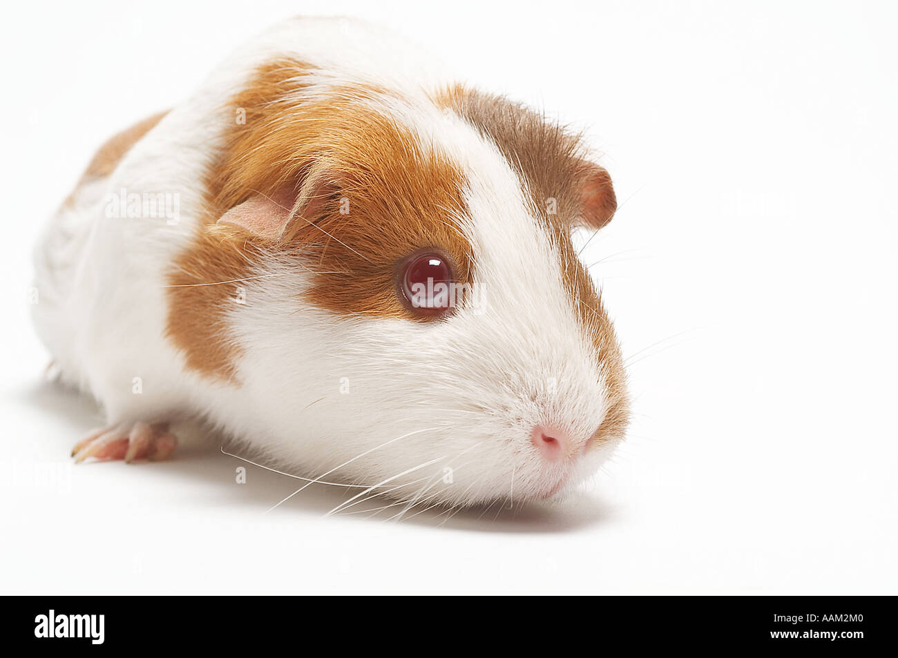 guinea, pigs, pig, pet, cute, cuddle, furry, animal, test, testing
