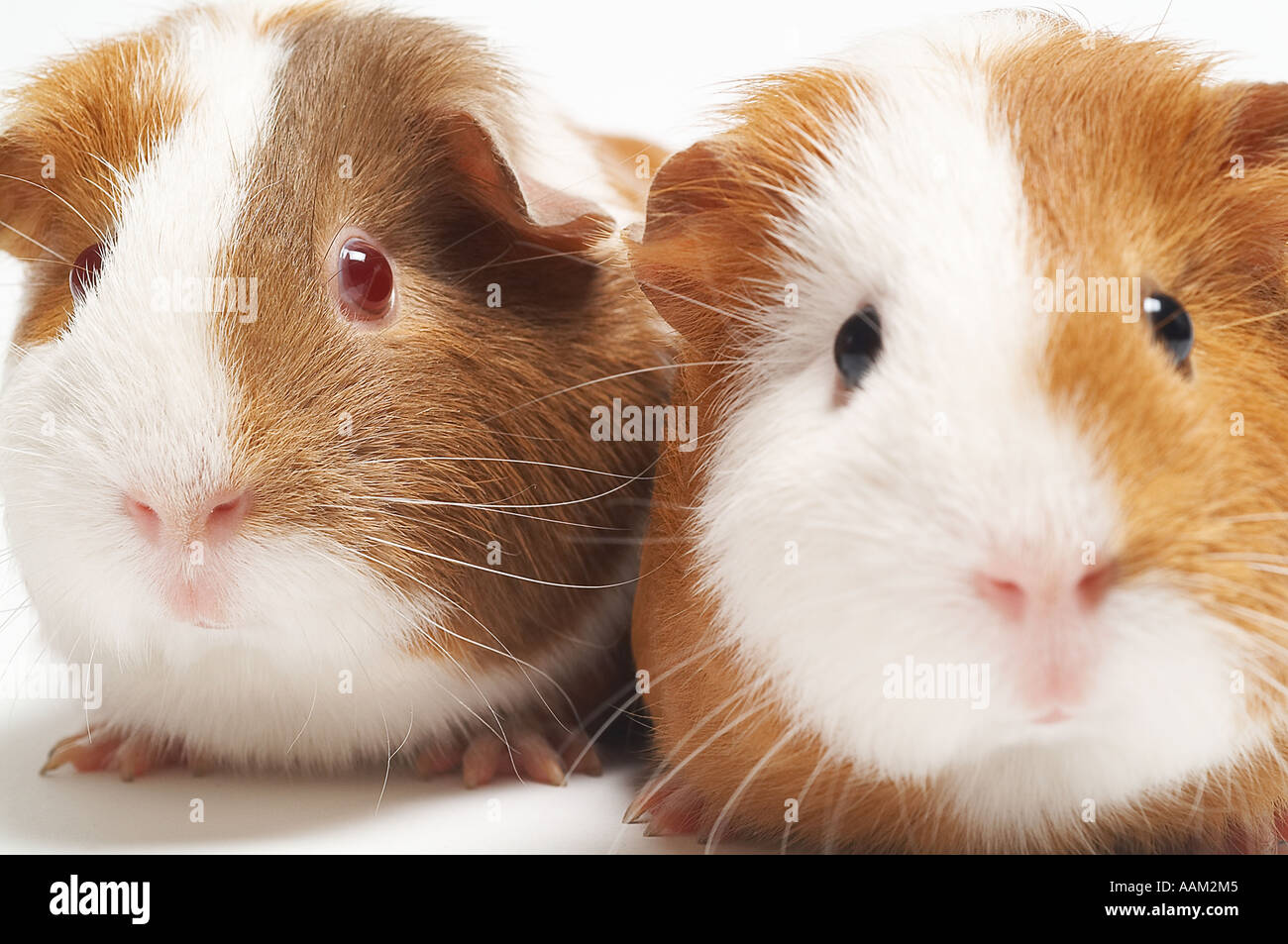 guinea, pigs, pig, pet, cute, cuddle, furry, animal, test, testing