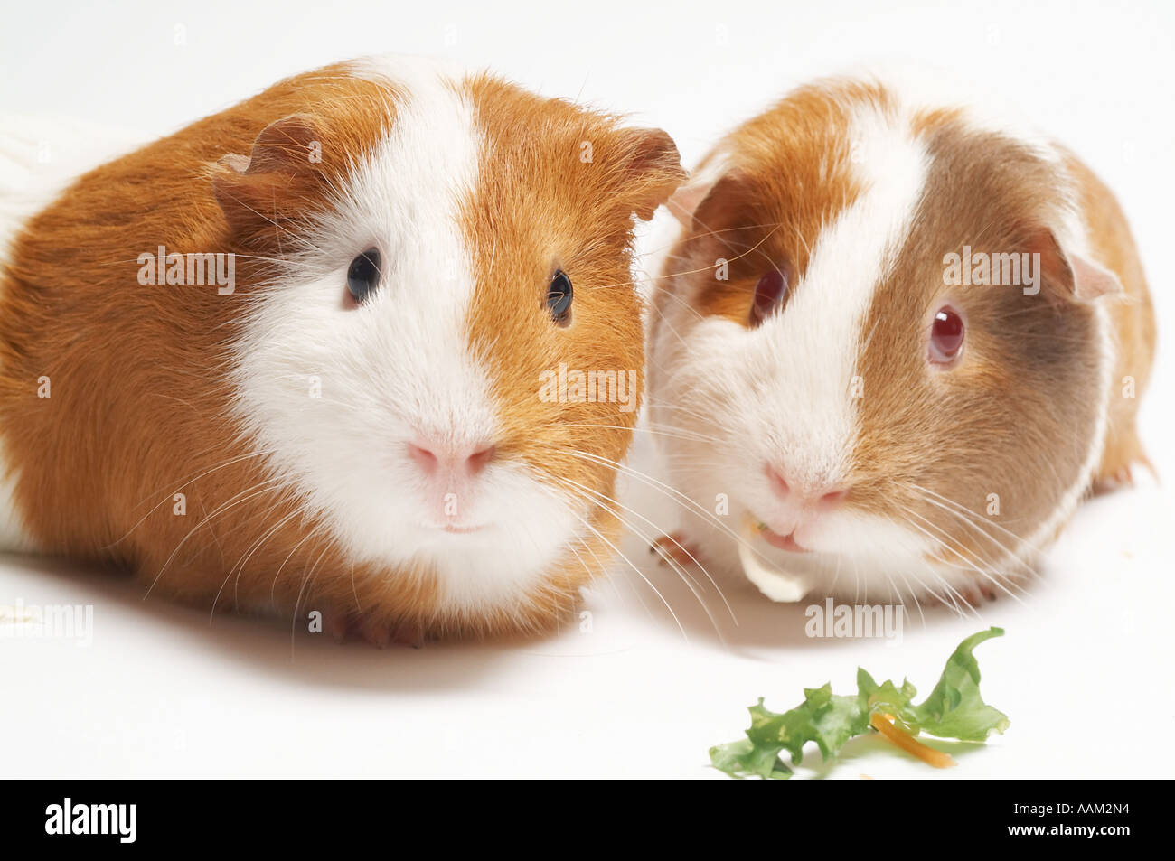 Guinea pig and testing hires stock photography and images Alamy