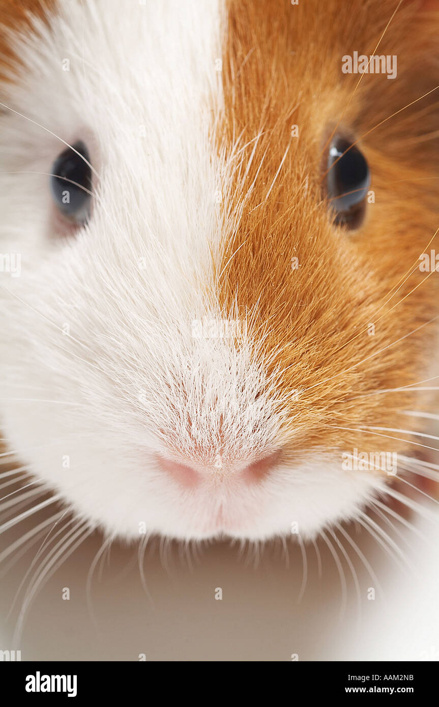 guinea, pigs, pig, pet, cute, cuddle, furry, animal, test, testing