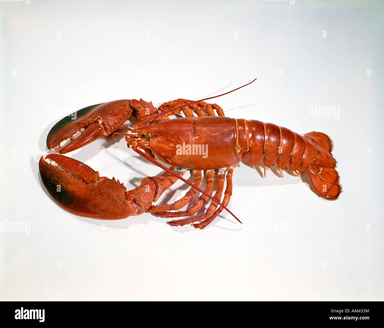 Kf519 hires stock photography and images Alamy