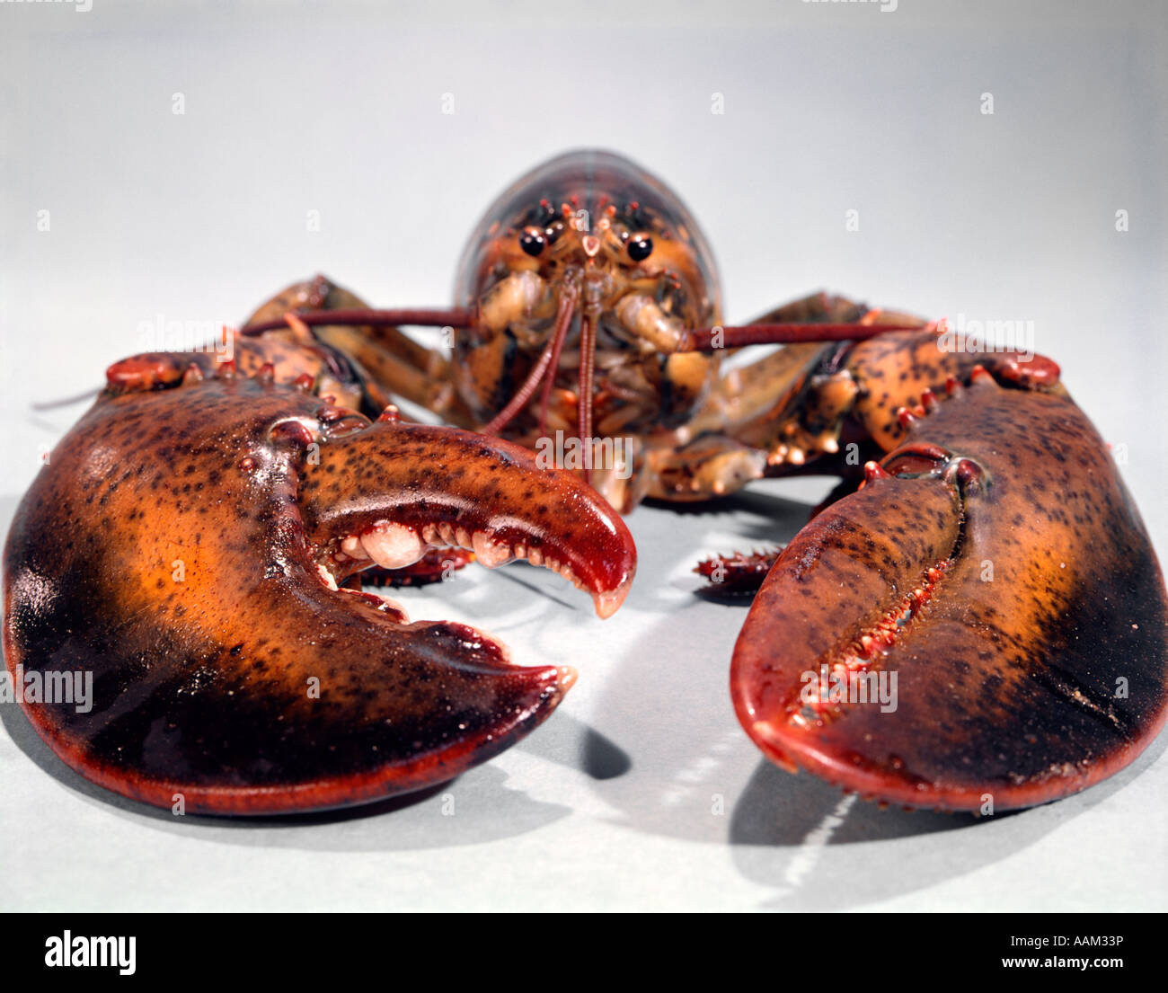 BIG LOBSTER HEAD ON SEAFOOD FISH RED CLAWS CRUSTACEAN EXOSKELETON Stock