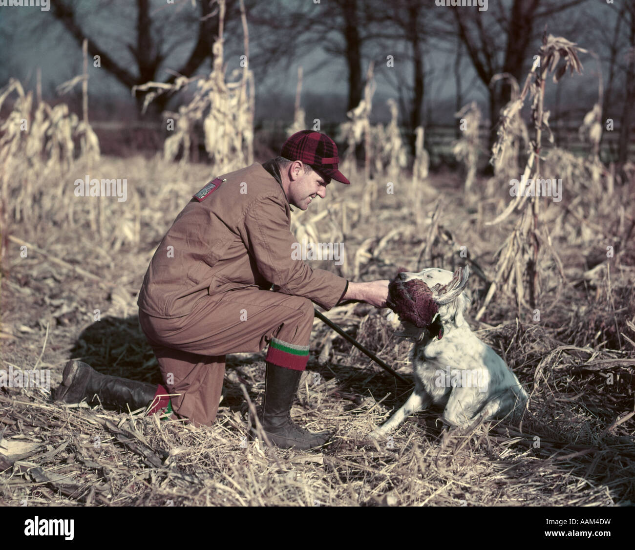 1950s MAN HUNTER KNEELING IN AUTUMN CORN FIELD ACCEPTING PHEASANT GAME BIRD FROM ENGLISH SETTER HUNTING DOG Stock Photo