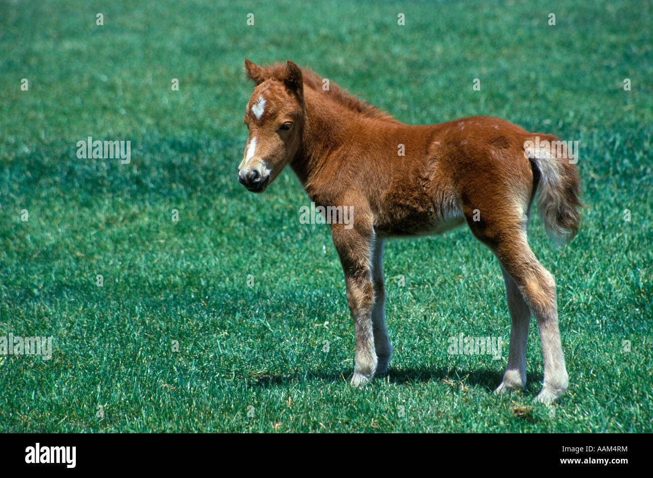 American miniature horse hires stock photography and images Alamy