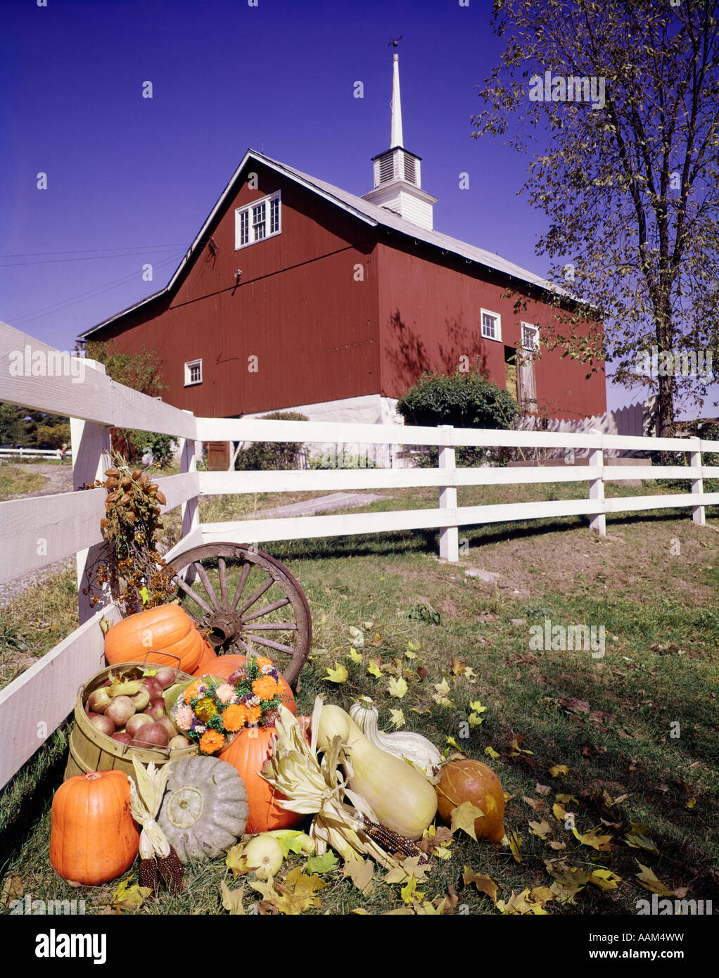 Pumpkins Red Barn Autumn Stock Photos Pumpkins Red Barn Autumn
