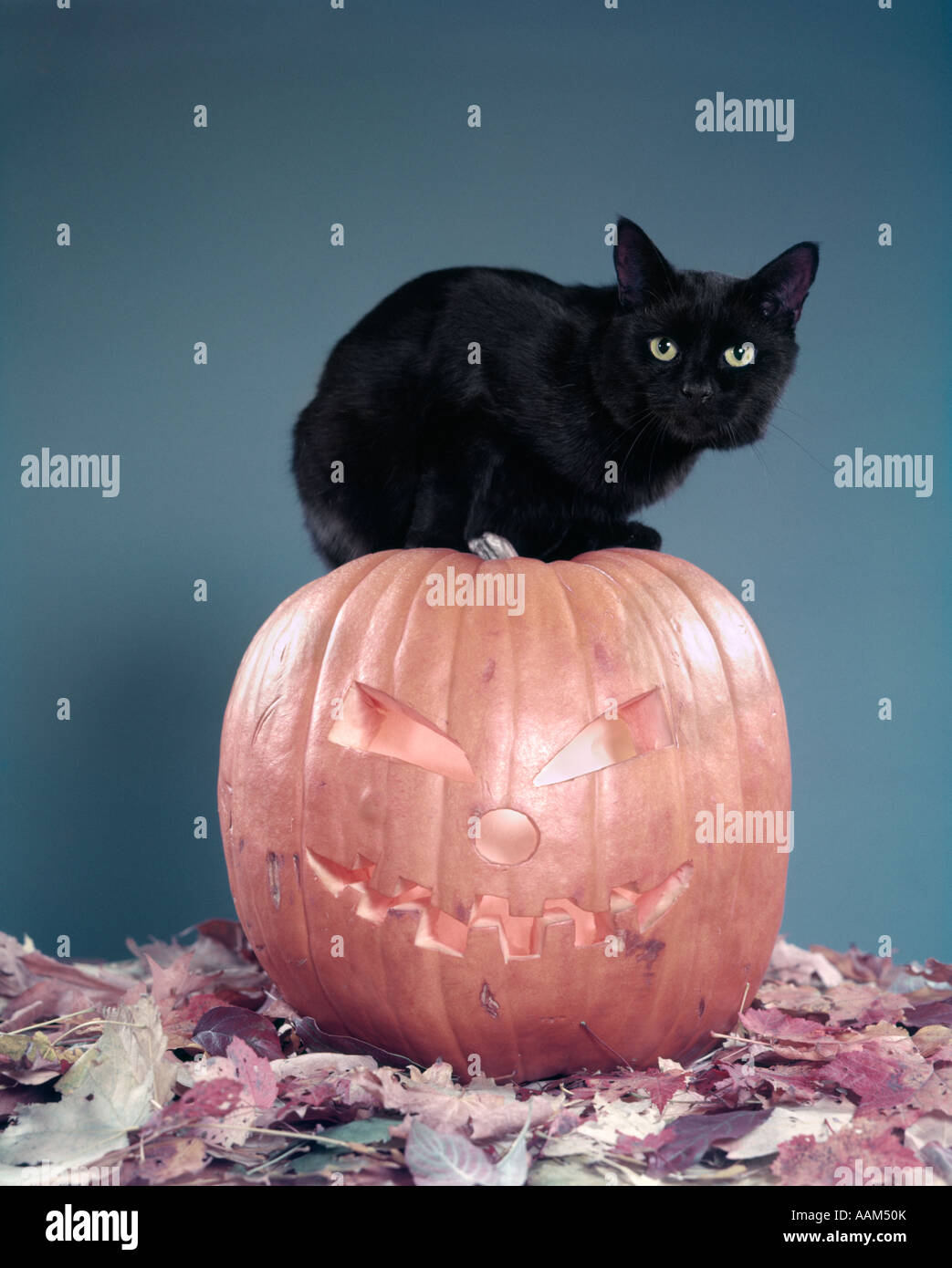 Unlucky black cat classic hires stock photography and images Alamy