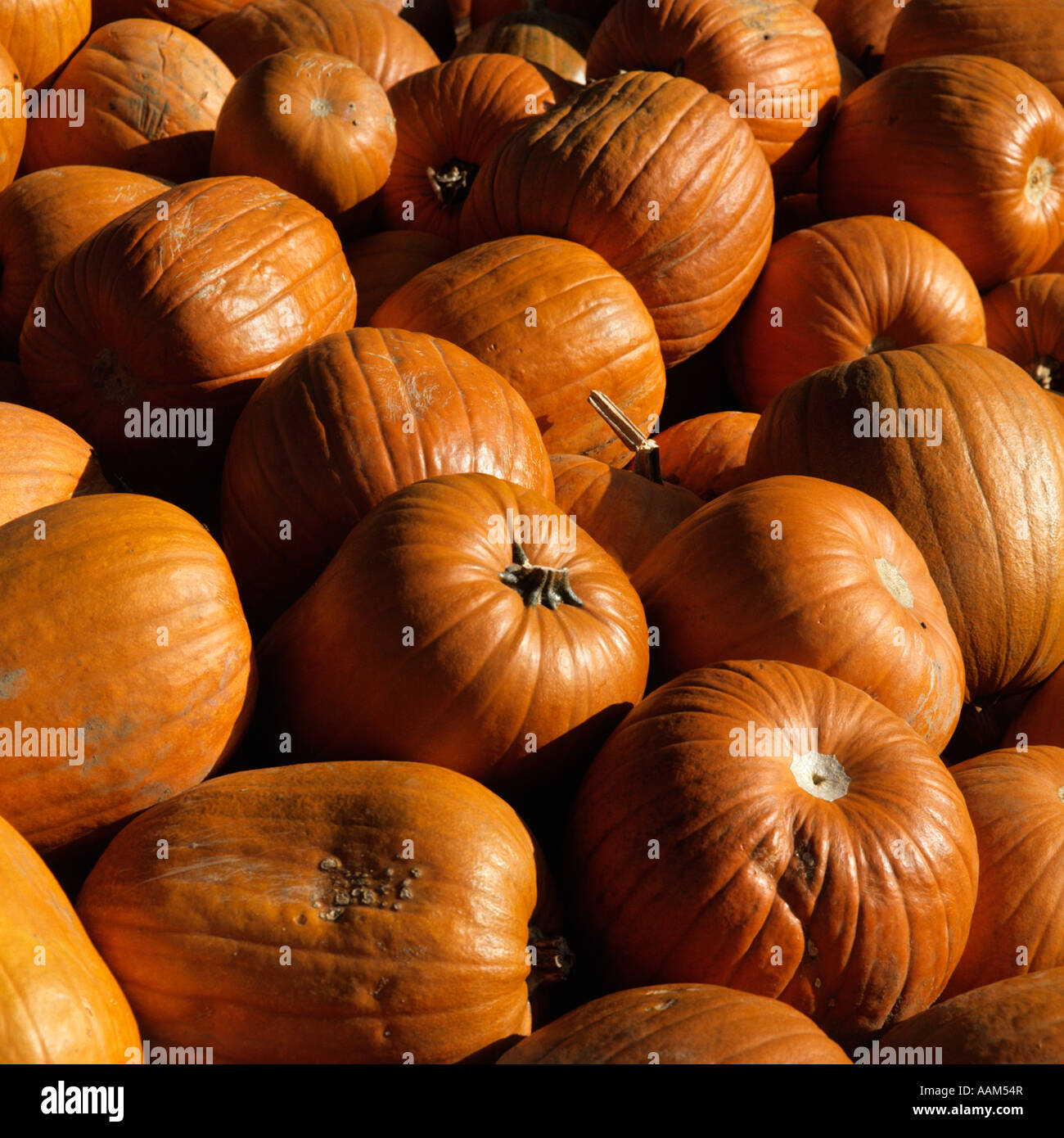 AUTUMN HARVEST ABUNDANT PILE OF ORANGE PUMPKINS Stock Photo - Alamy