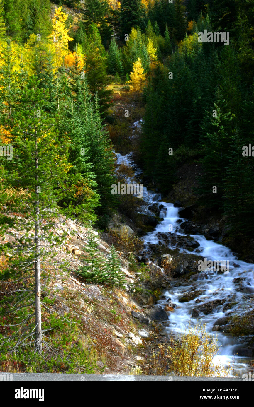 Vertical Fall colors in Banff National Park Alberta Canada North