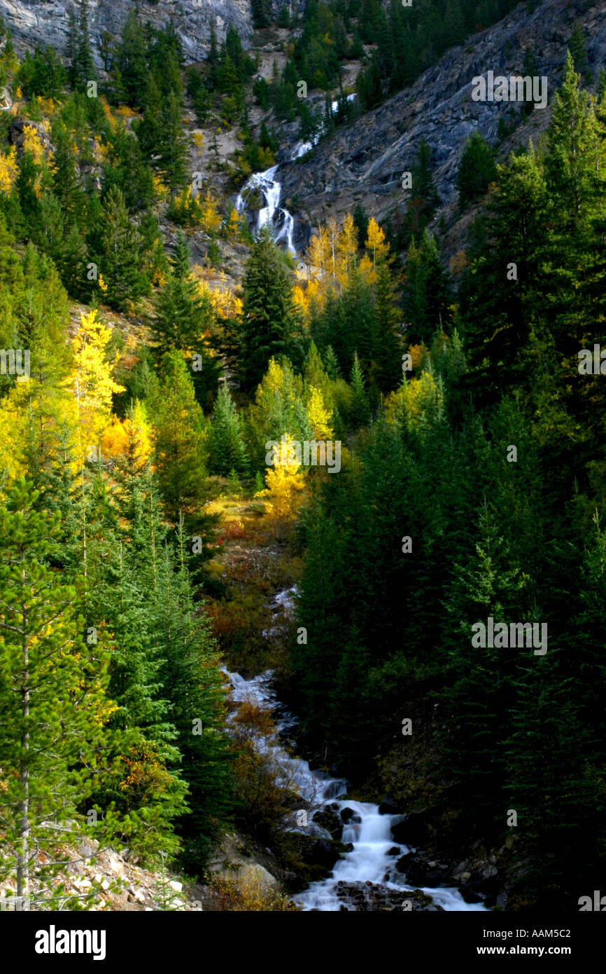 Vertical Fall colors in Banff National Park Alberta Canada North