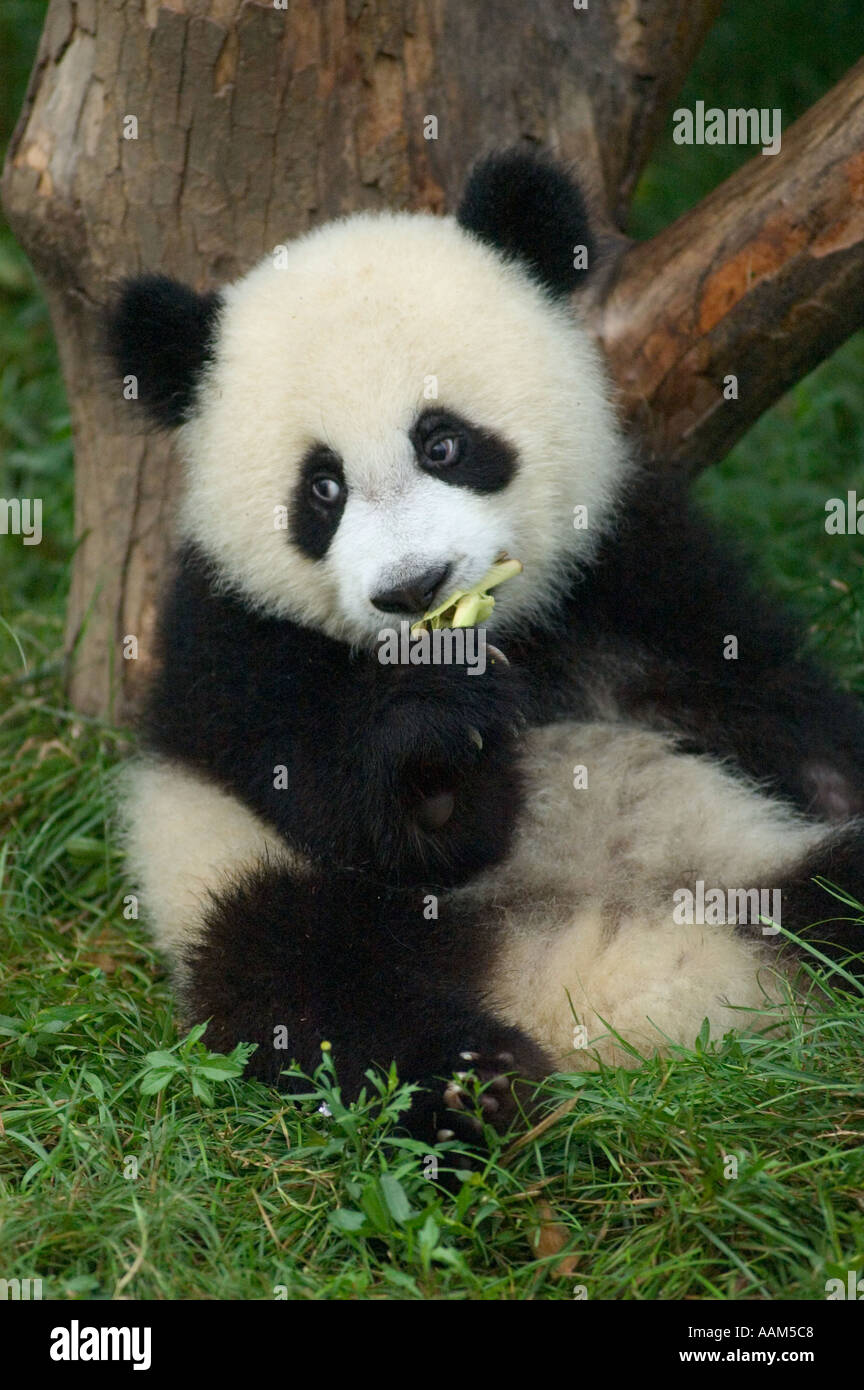 Baby Giant Panda Ailuropoda melanoleuca eats bamboo at the Panda