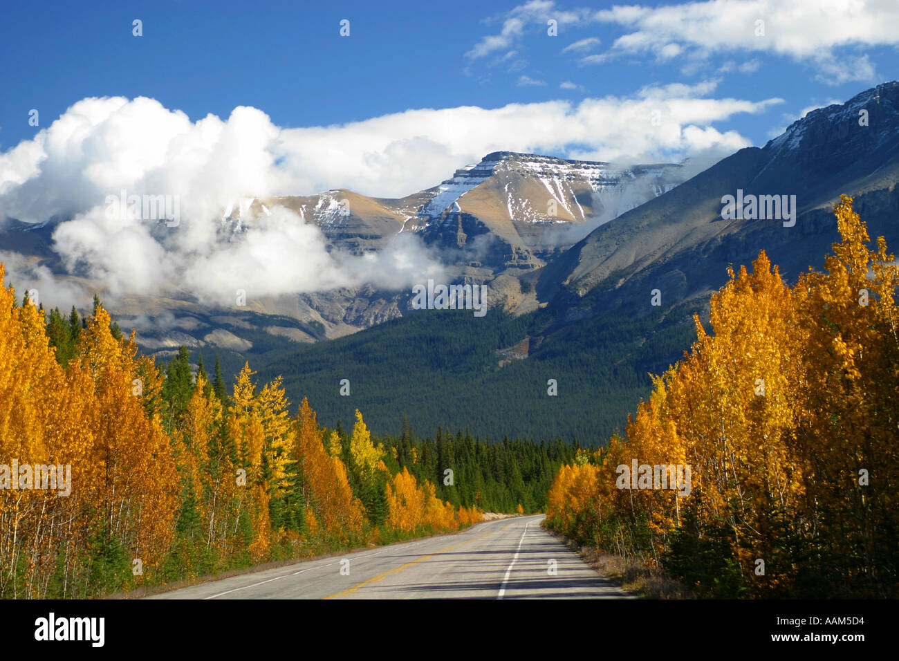 Horizontal Fall colors in Banff National Park Alberta Canada North