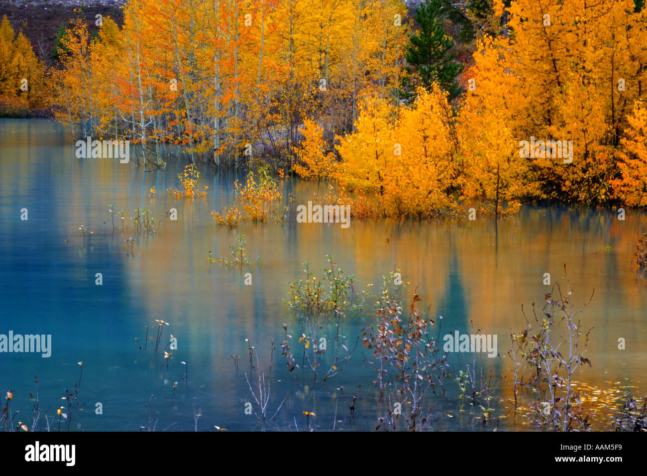Horizontal Fall colors in Banff National Park Alberta Canada North