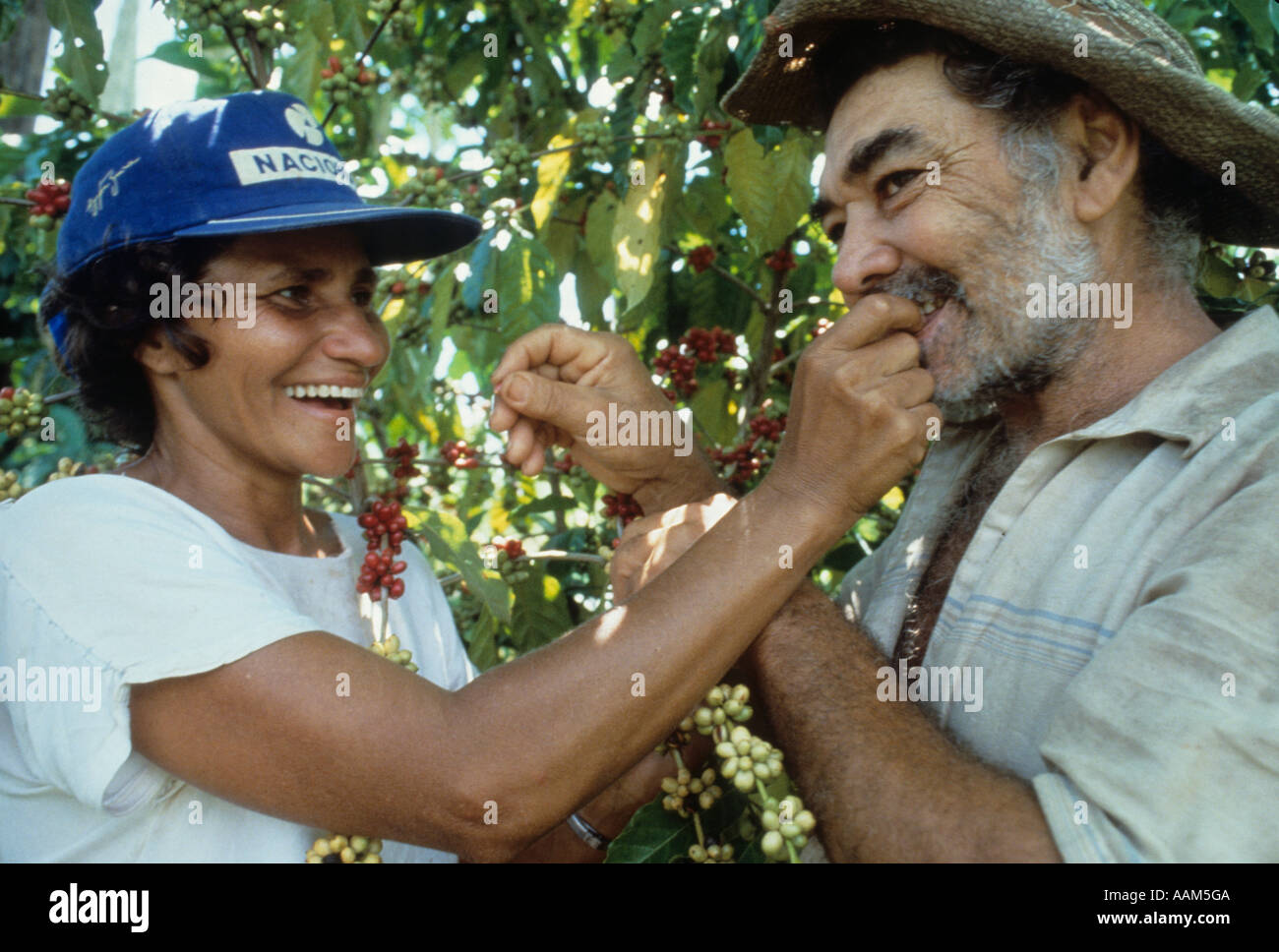 Couple of rural workers have fun at coffee plantation. State: Acre ...