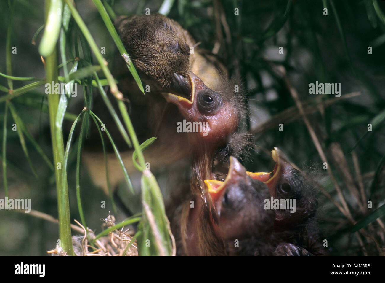 Brazilian fauna, hungry young animals. Young birds in the nest being feeded by their mother. Stock Photo