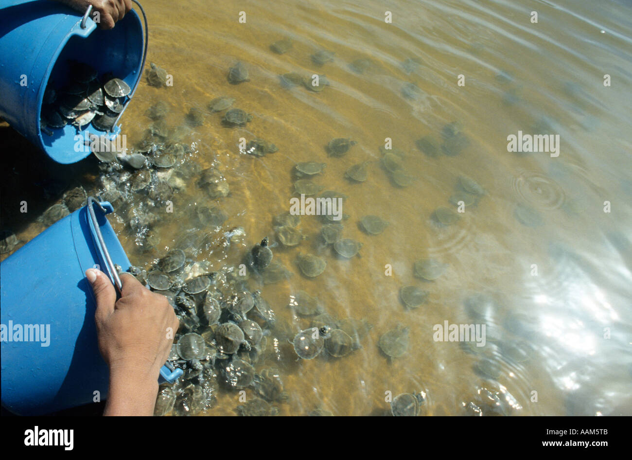 Amazon rainforest turtles hires stock photography and images Alamy
