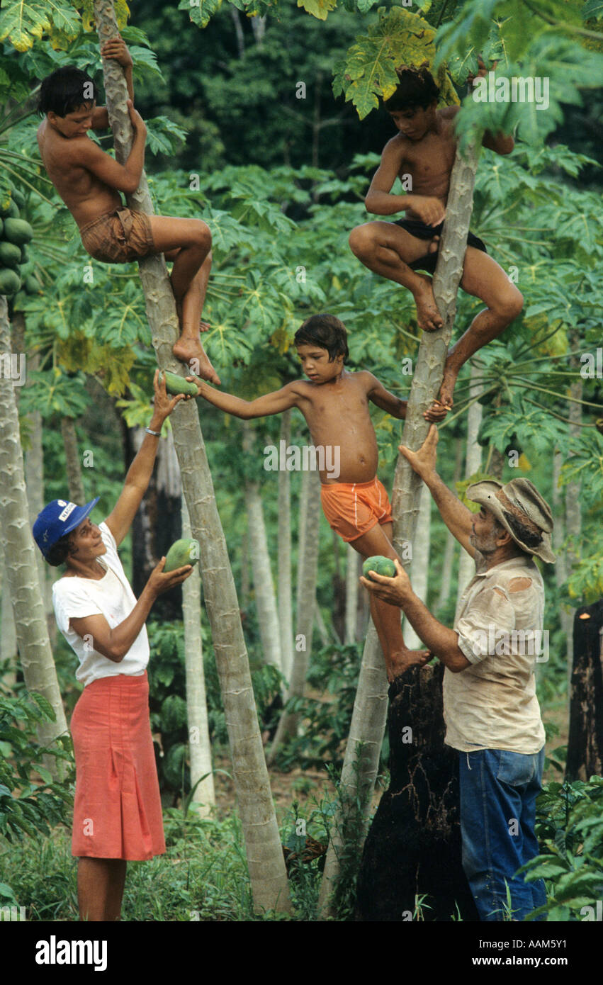 Amazon, Brazil. Rural worker family. Small landowner, farming, agriculture. Sustainable practices, papaw, papaya harverting. Stock Photo