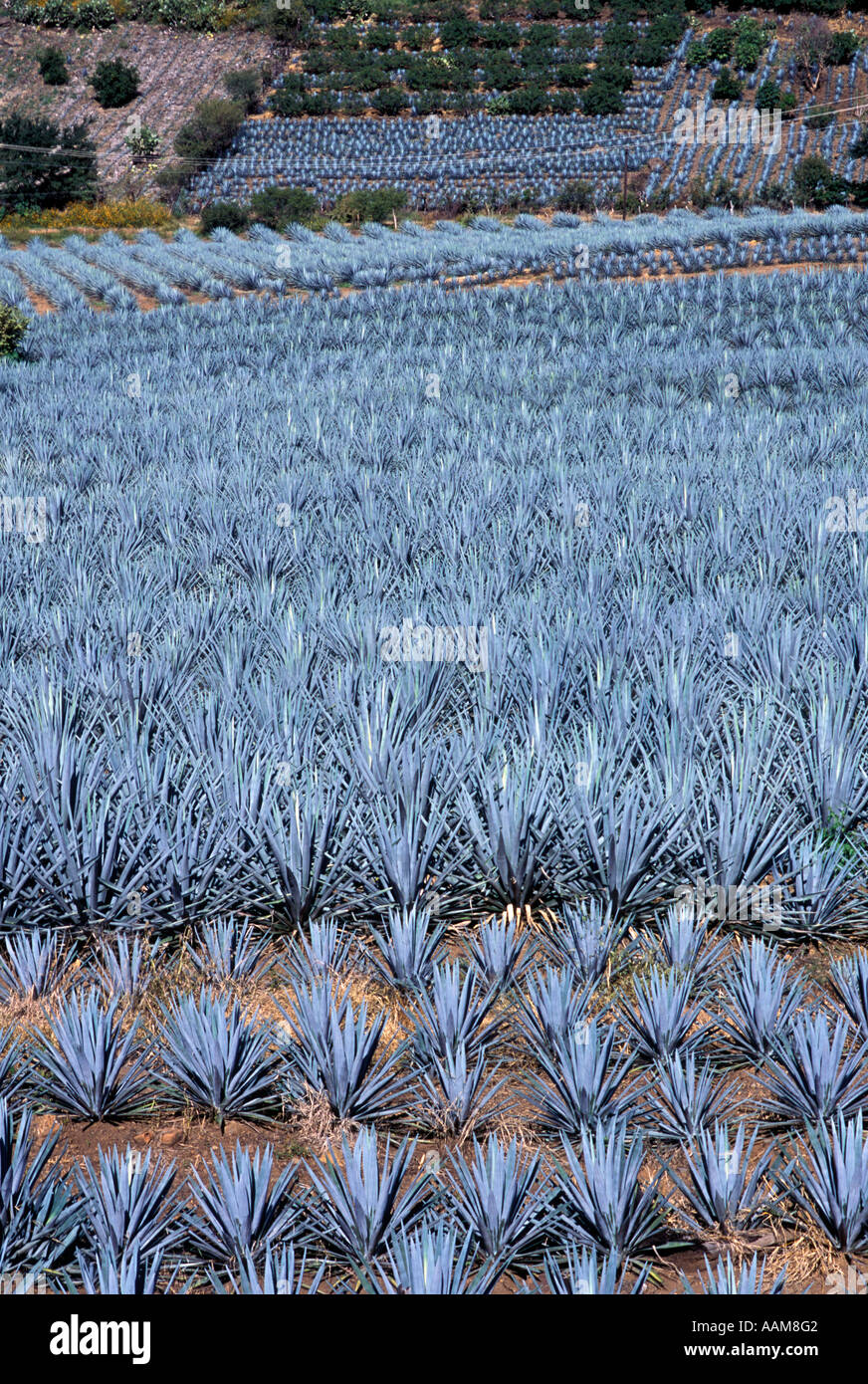 MEXICO, Jalisco State, Agave field at Tequila Valley. This plant is