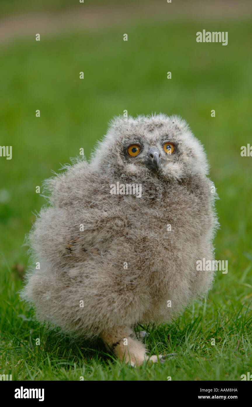 Eagle owl baby bubo bubo Stock Photo