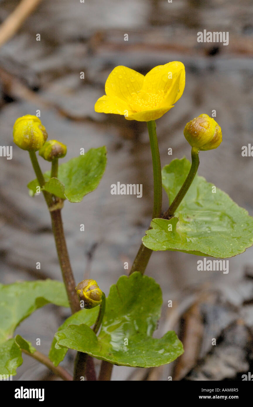 Marsh-marigold, caltha palustris Stock Photo