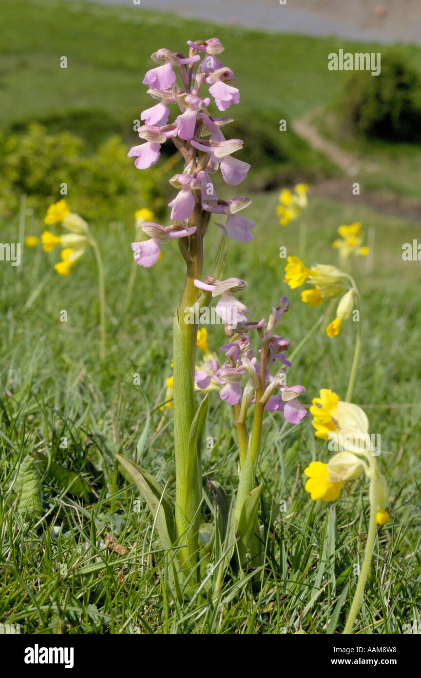 Green-winged Orchid, Orchis morio with Cowslips Stock Photo