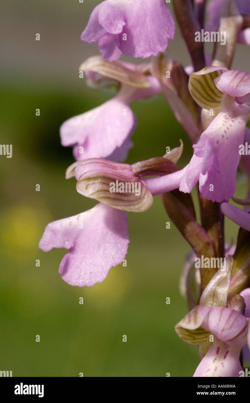 Green-winged Orchid, Orchis morio Stock Photo