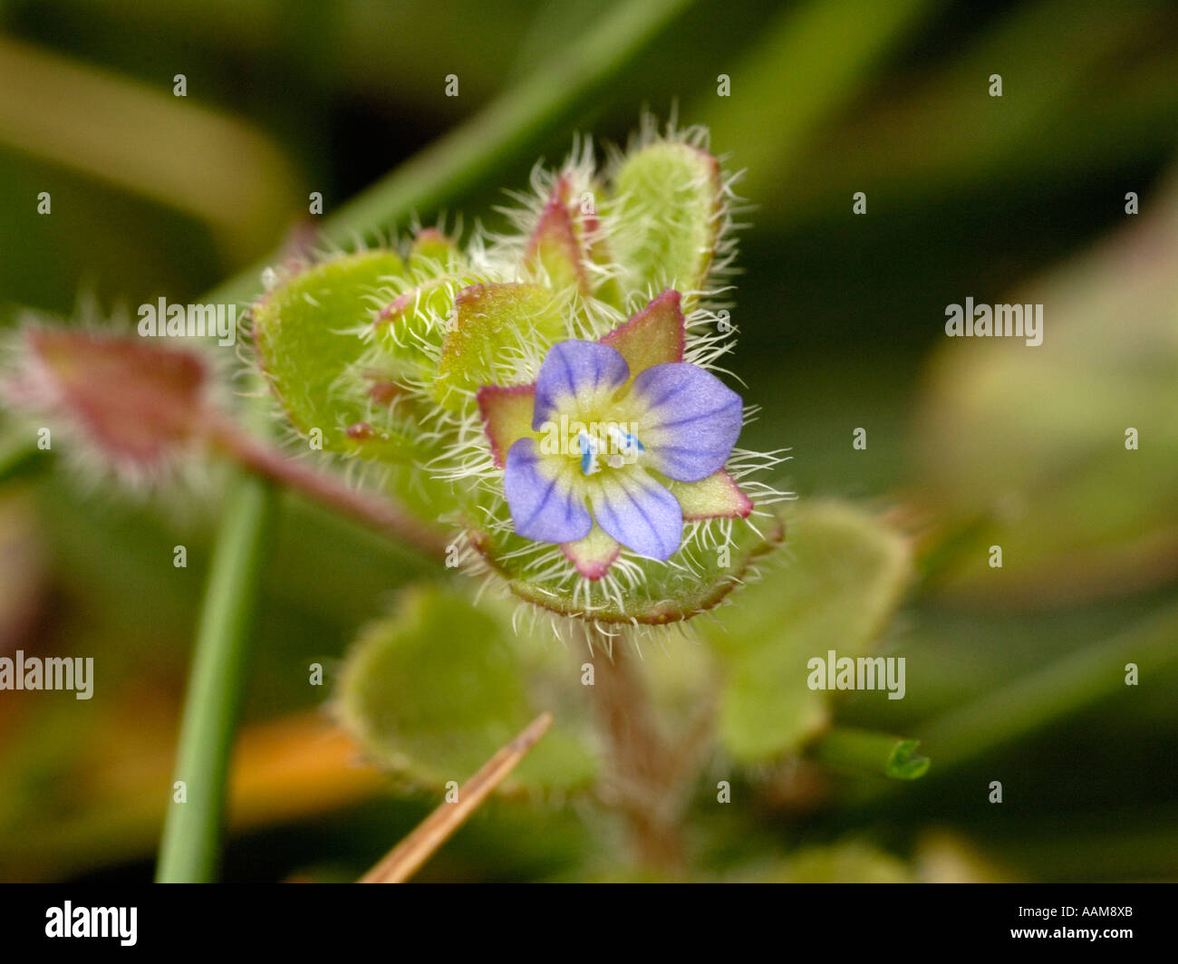 Ivy-leaved Speedwell Stock Photo