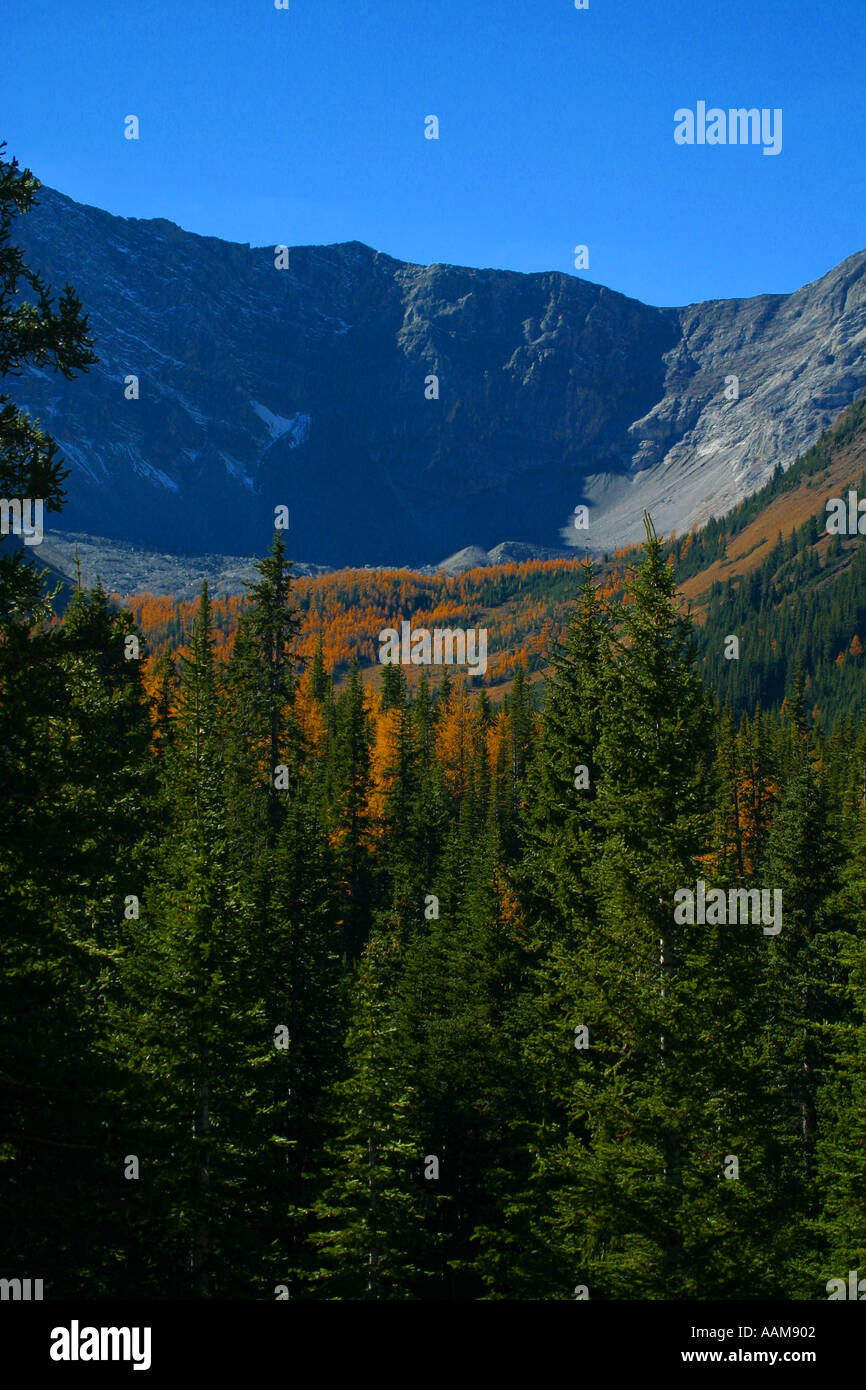 Larches in autumn Stock Photo