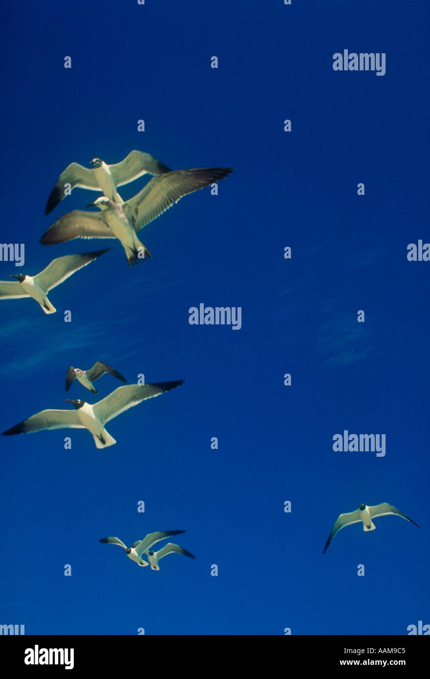 Laughing Gulls in flight in the Florida keys Florida Stock Photo