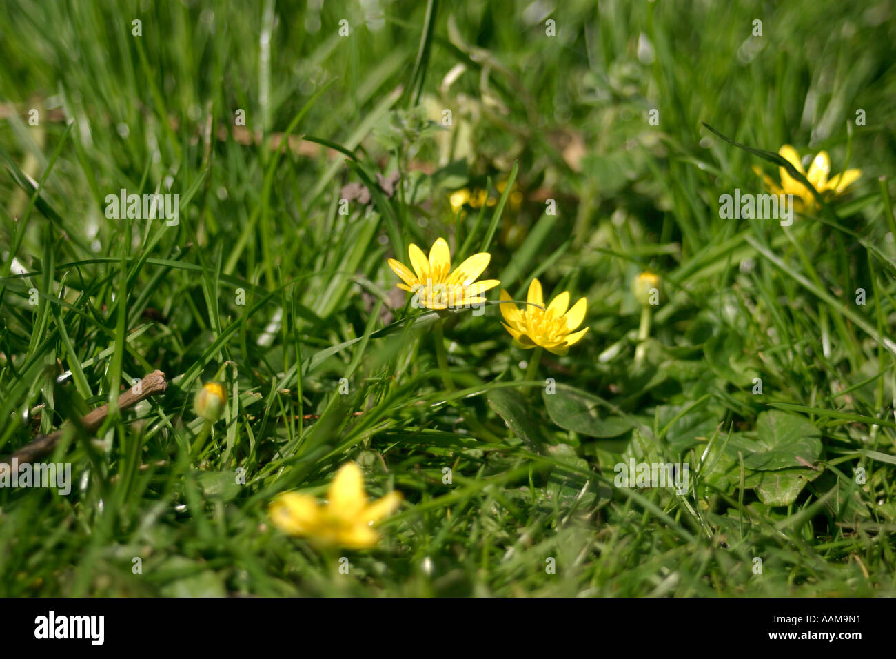 Buttercups Ranunculus repens Stock Photo