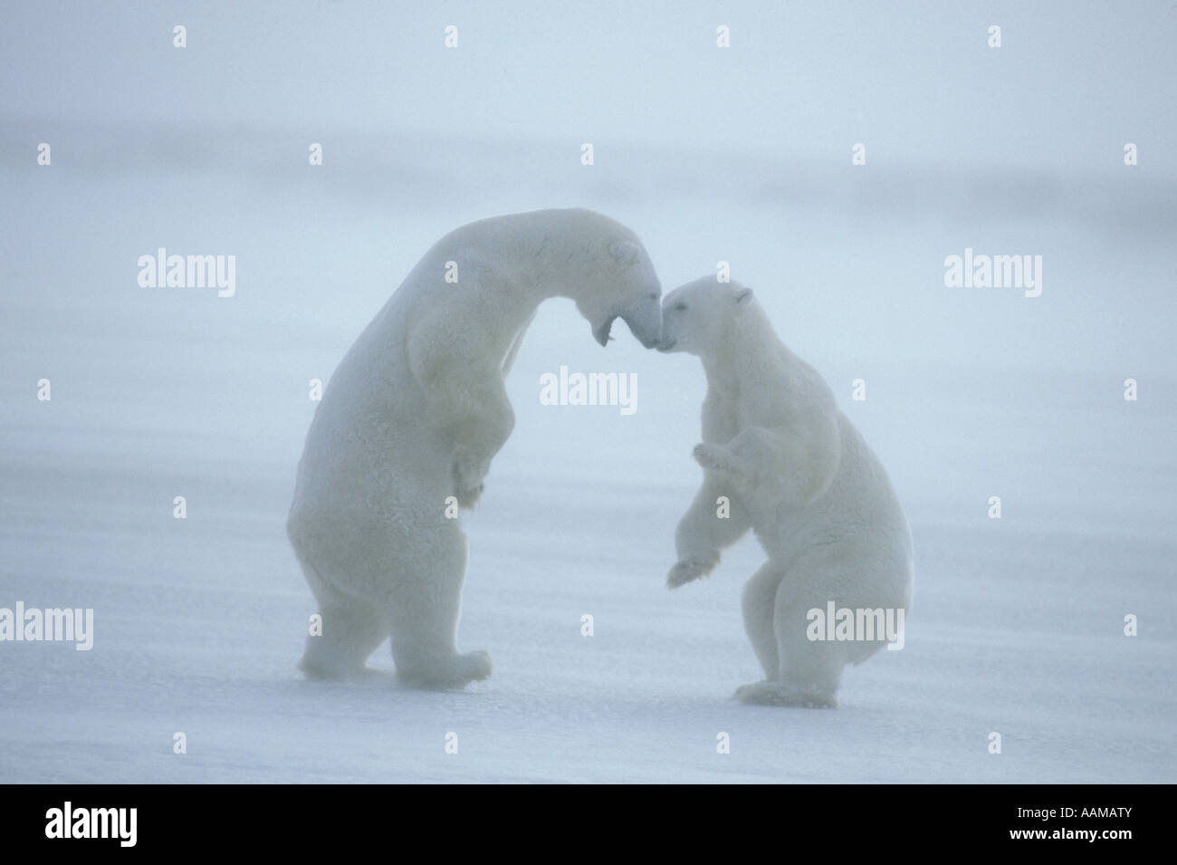 POLAR BEARS Ursus maritimus Stock Photo