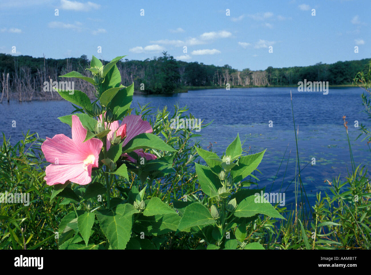 MONMOUTH COUNTY NJ MANASQUAN RESERVOIR Stock Photo