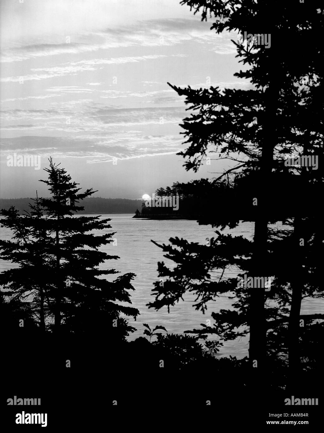 Classic plant silhouette Black and White Stock Photos & Images - Alamy