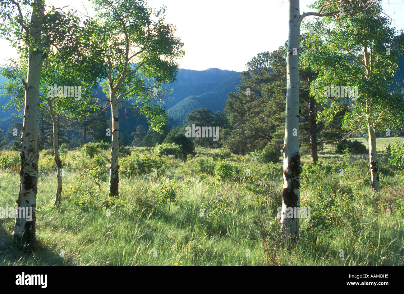 Green meadow mountain in hi-res stock photography and images - Alamy