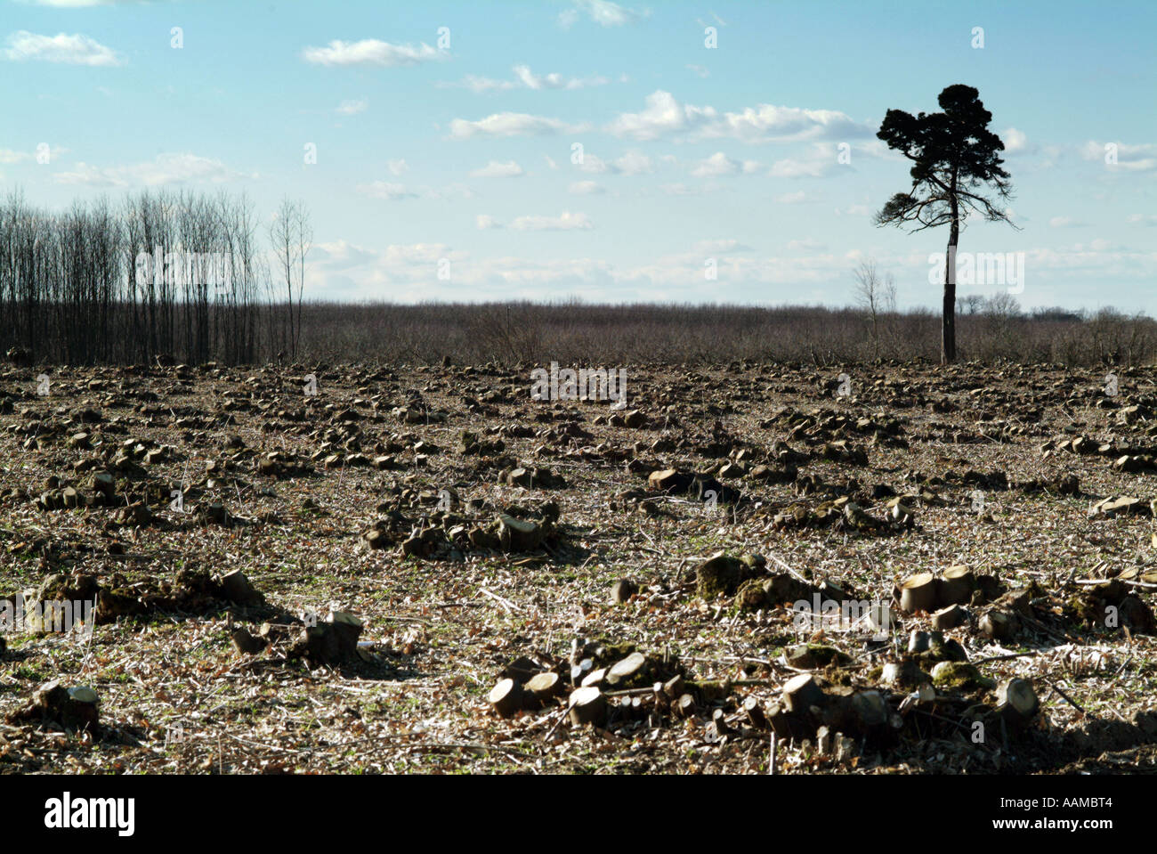 Coppiced trees hi-res stock photography and images - Alamy