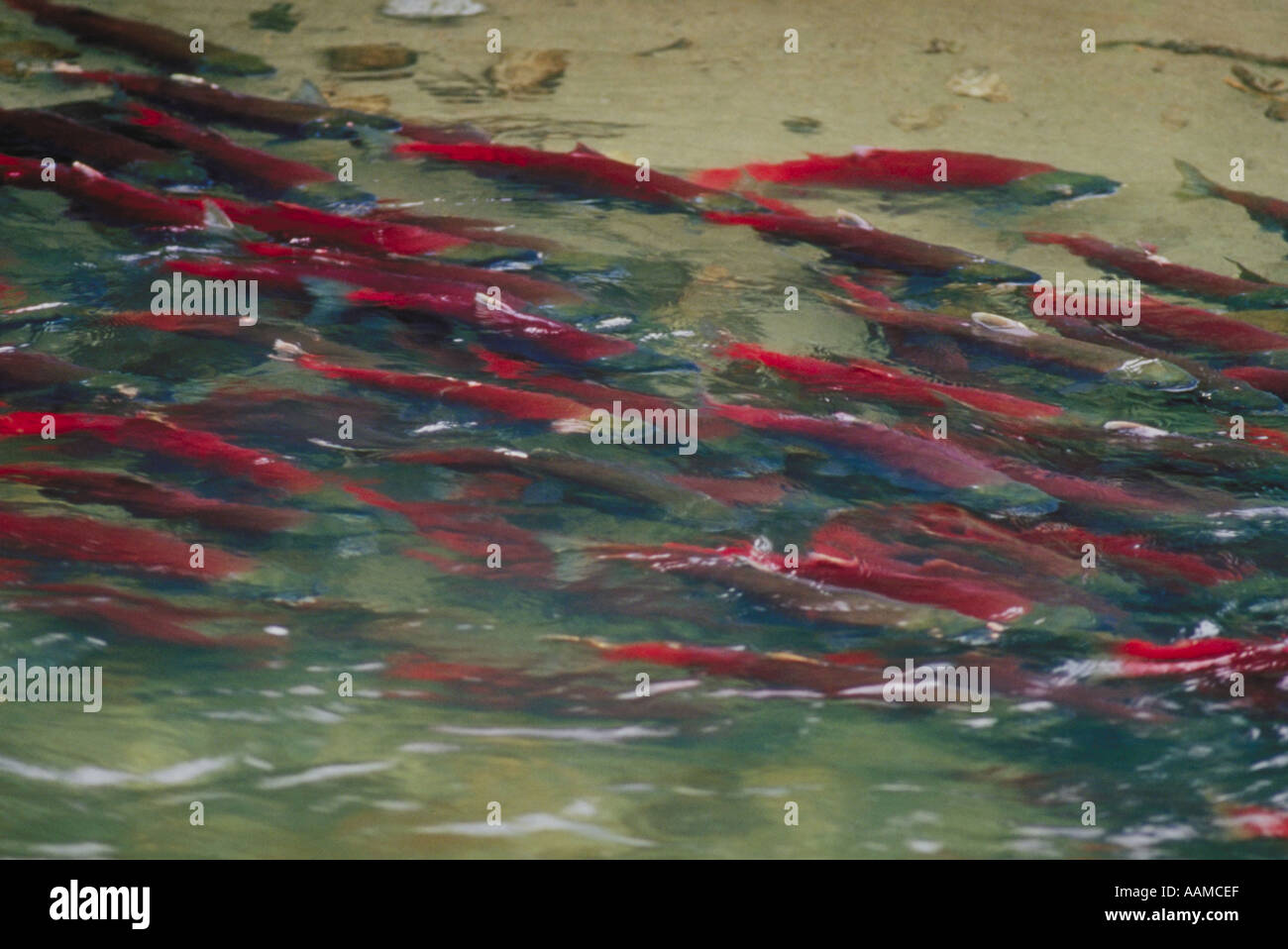 Pacific Salmon swimming up river to spawn Stock Photo