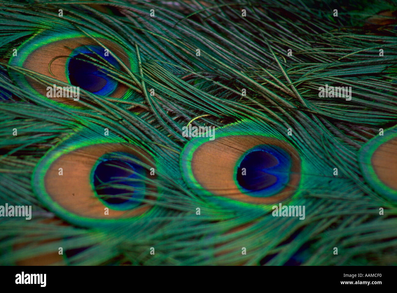 Close up still life of blue and green peacock feathers Stock Photo - Alamy