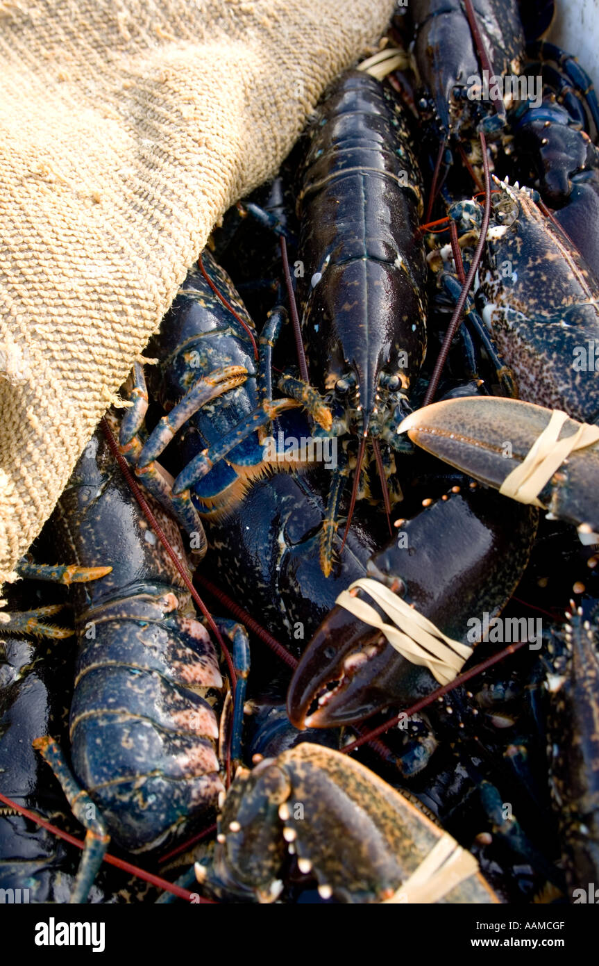 A basket of fresh uncooked raw live cardigan bay lobsters  landed at Aberystwyth harbour, Wales UK Stock Photo