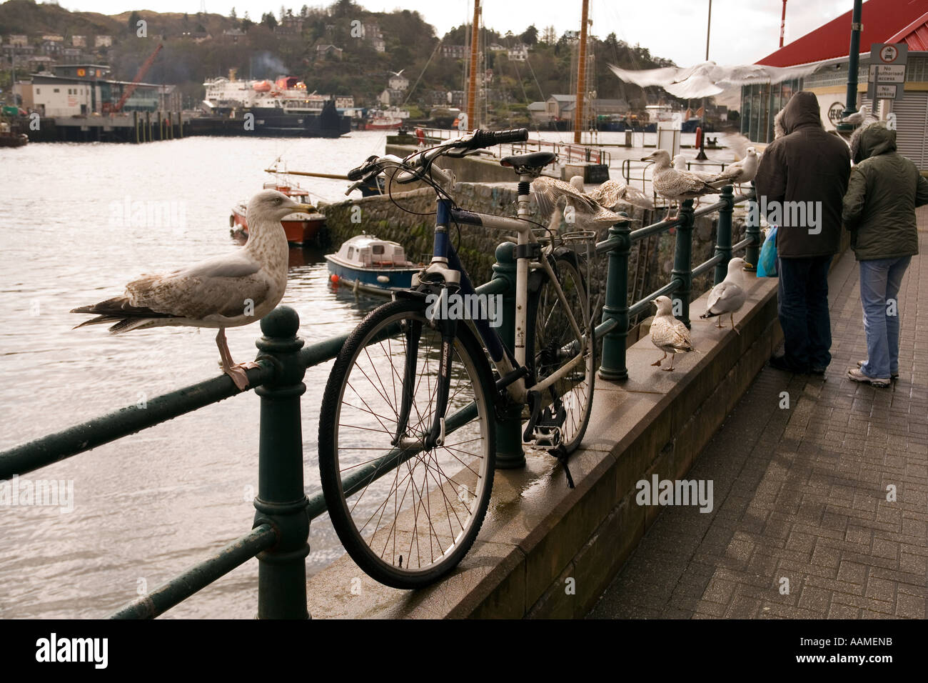 UK Scotland Argyll Oban harbour quayside people feeding seagulls Stock Photo