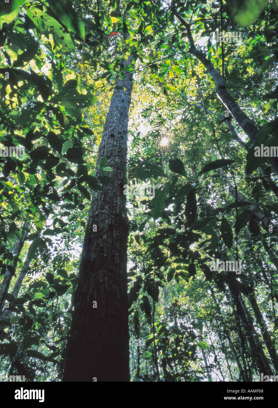 Macaranduba Manilkara huberi tree in remote Amazon rainforest Amazonas State Brazil Stock Photo