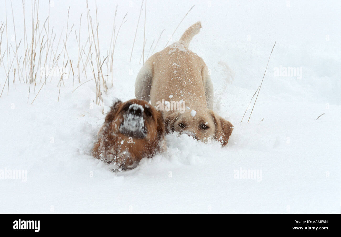 Two dogs playing in deep snow Stock Photo Alamy