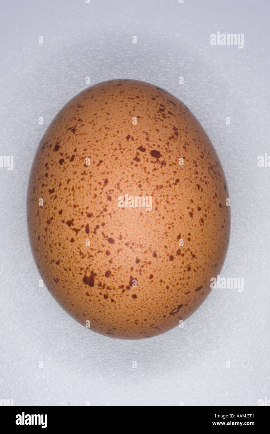 Chicken egg boiled egg Stock Photo