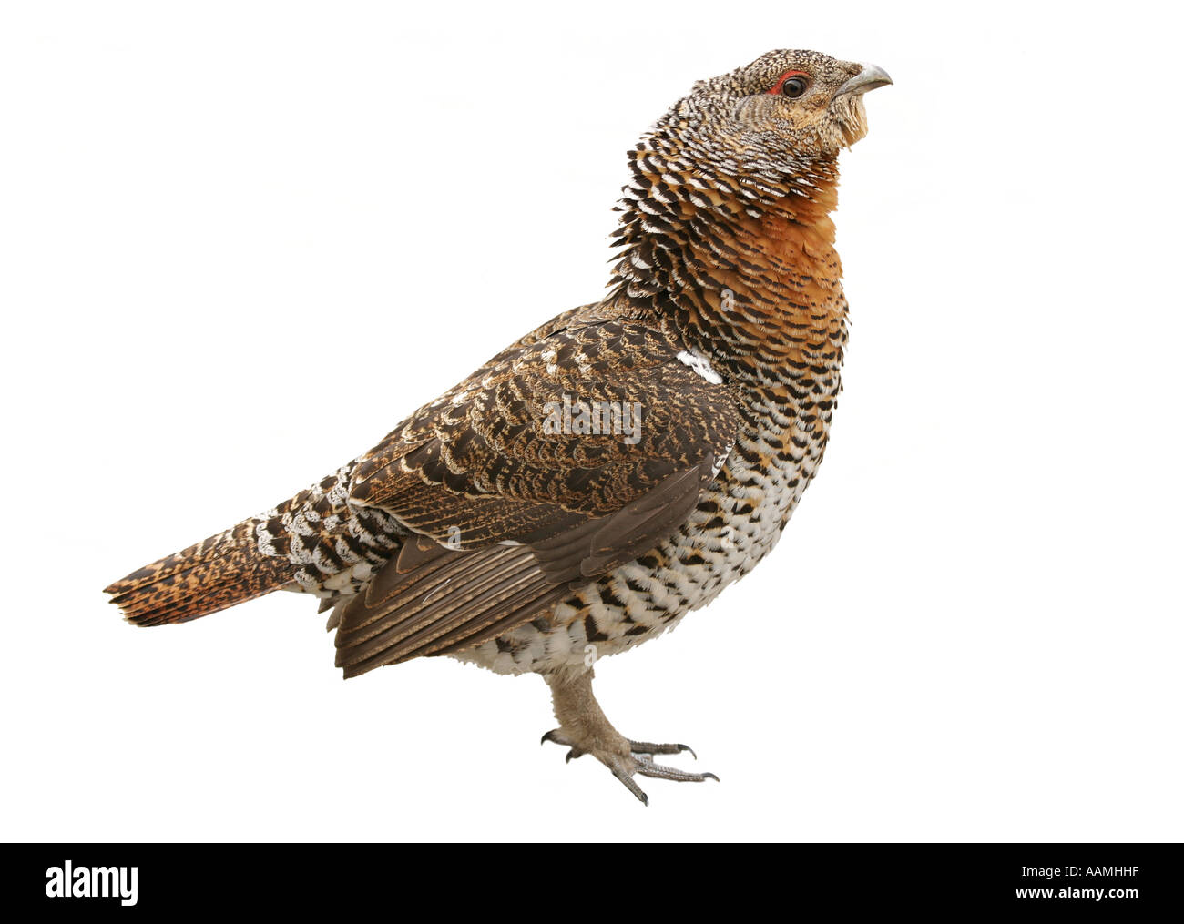 Angry Grouse hen on white background with its neck feathers spread out to scare away a couple of Jackdaws Stock Photo