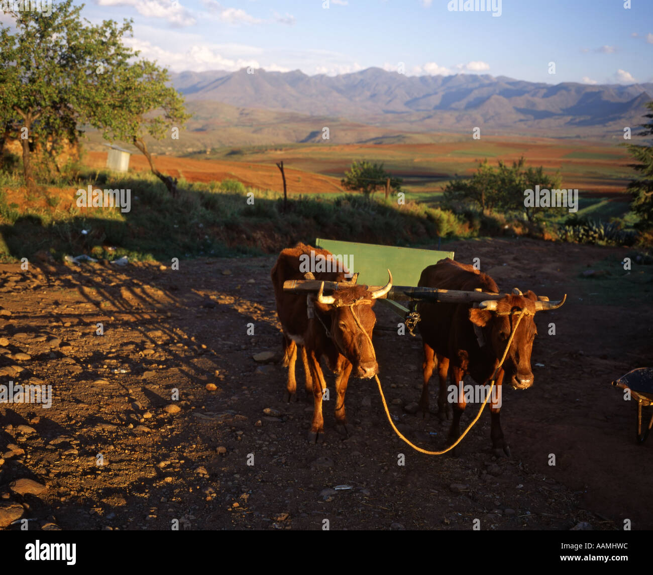 Ox and cart, Malealea, Lesotho Stock Photo