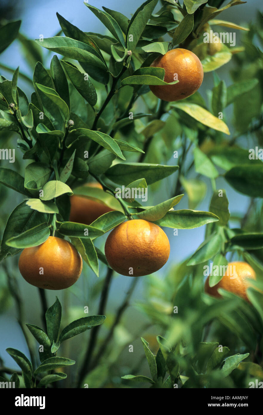 Florida Oranges Stock Photo Alamy