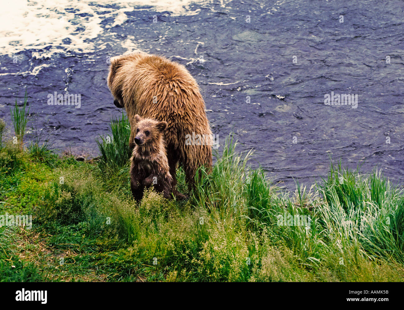 Alaska Brown Bears Ursus arctos middendorffi Stock Photo Alamy