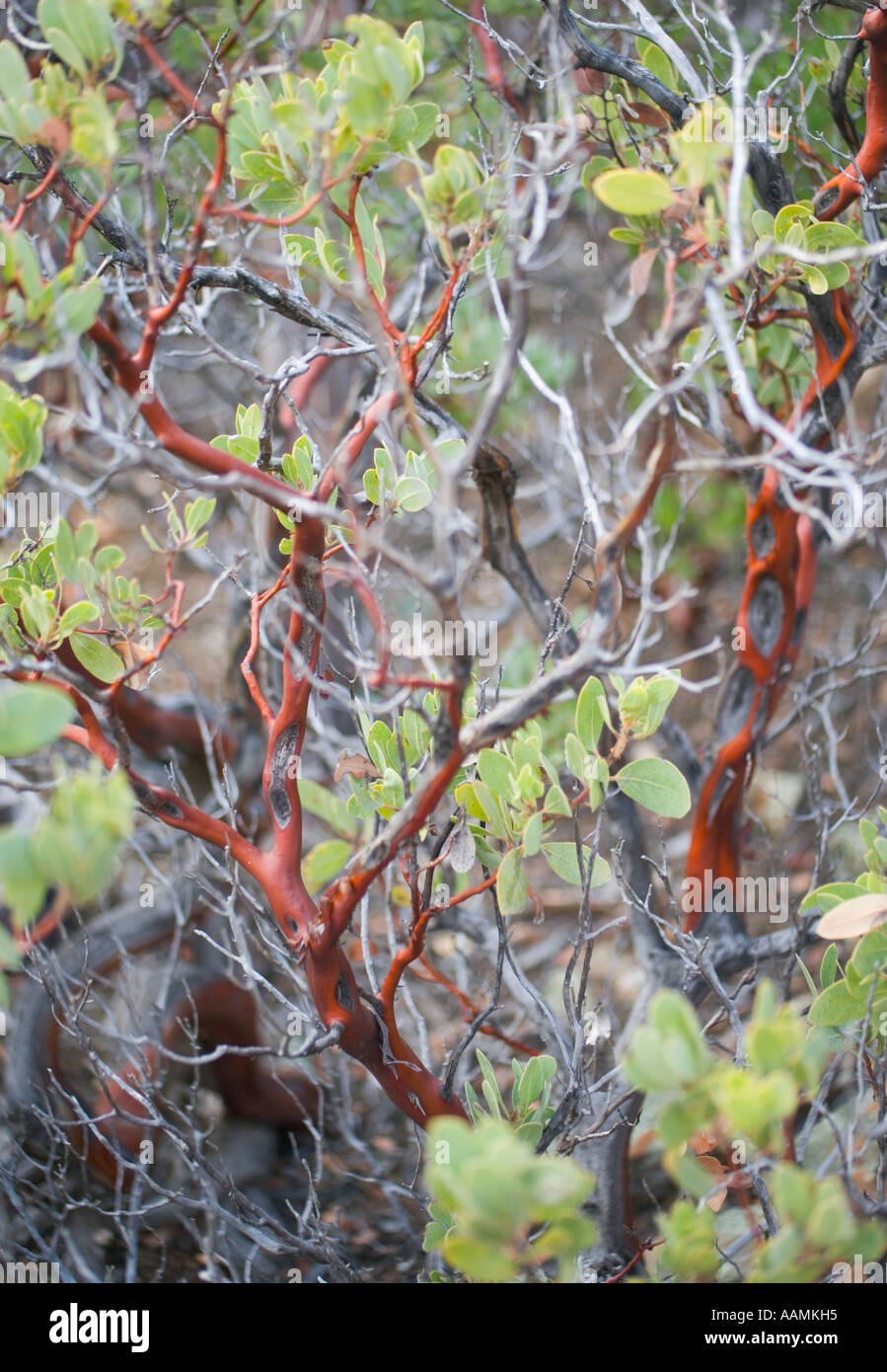 Point Leaf Manzanita plant Arizona USA Stock Photo Alamy