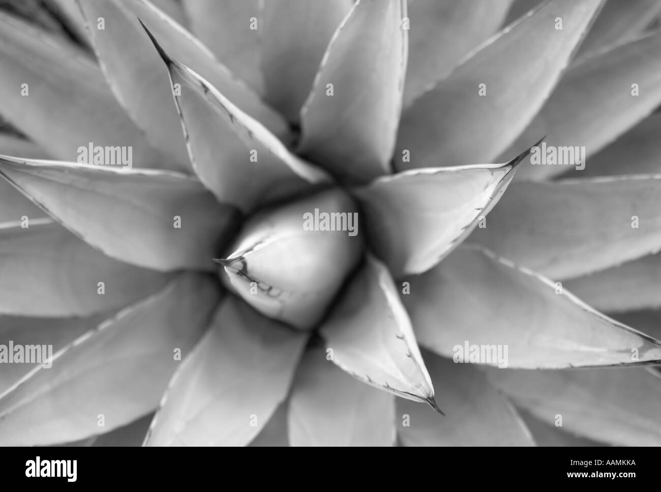 Century Plant also known as Agave Arizona USA Stock Photo